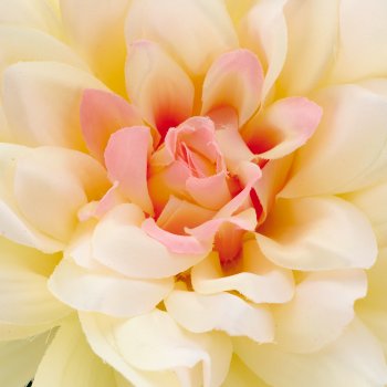 Dahlia x1, 94cm, pale pink