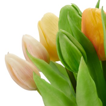 Tulpenbund x12, 30cm, apricot