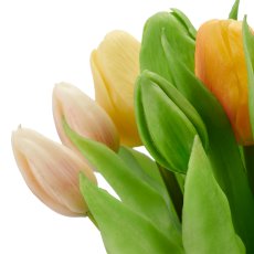 Tulpenbund x12, 30cm, apricot