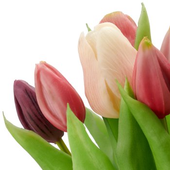 Tulip bunch x12, 30cm, lilac