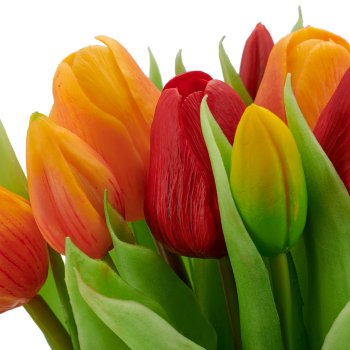 Tulpenbund x 16, 30cm, orange