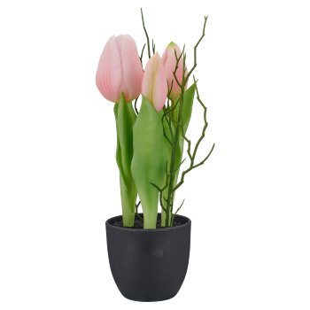 Tulpen x3 mit Zweigen, 24cm, rosa, im schwarzen Kunststofftopf 7x7x6,5cm