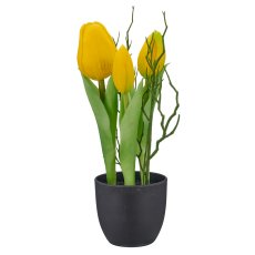 Tulpen x3 mit Zweigen, 24cm, gelb, im schwarzen Kunststofftopf 7x7x6,5cm