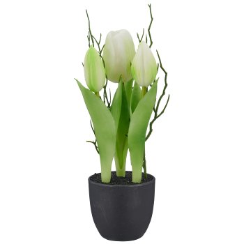 Tulpen x3 mit Zweigen, 24cm, weiß, im schwarzen Kunststofftopf 7x7x6,5cm