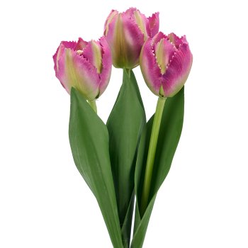 Tulpenbund x3, 32cm, lila