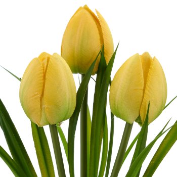 Wild tulip bunch x3, 27cm, yellow