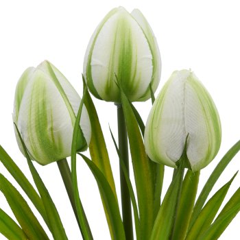 Wildtulpenbund x3, 27cm, weiß