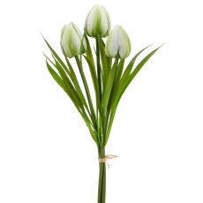 Wildtulpenbund x3, 27cm, weiß