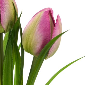 Wildtulpenbund x3, 27cm, lila