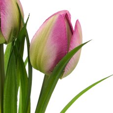 Wildtulpenbund x3, 27cm, lila