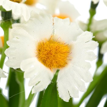 Gänseblümchen x3, 26cm, weiß