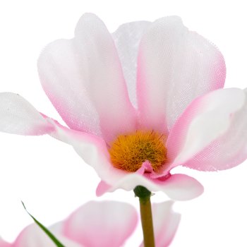 Cosmea x7, 30cm, rosa