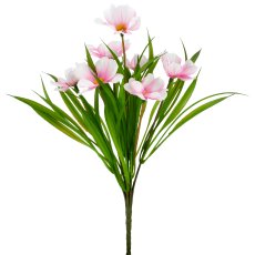 Cosmea x7, 30cm, rosa