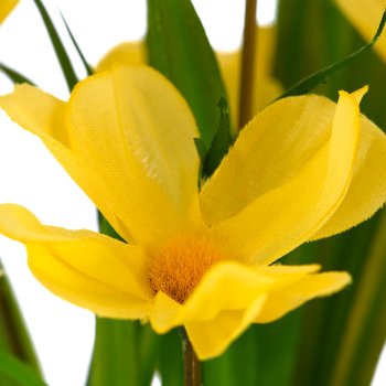 Cosmea x7, 30cm, yellow