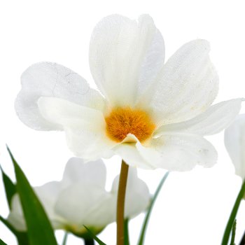 Cosmea x7, 30cm, weiß