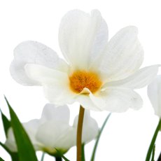 Cosmea x7, 30cm, weiß