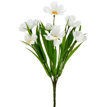 Cosmea x7, 30cm, weiß