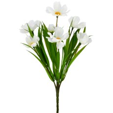Cosmea x7, 30cm, weiß