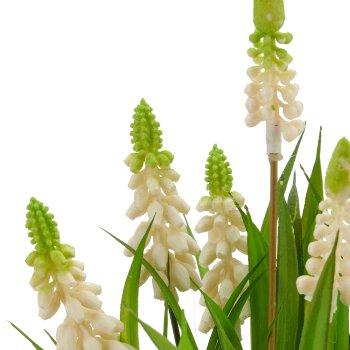Muscari x7, 33cm, weiß