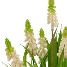 Muscari x7, 33cm, weiß