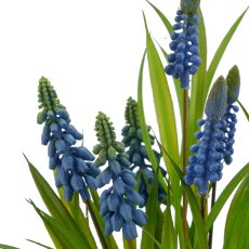 Muscari x7, 33cm, blau