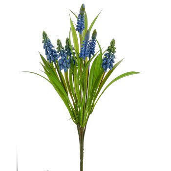 Muscari x7, 33cm, blau