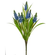 Muscari x7, 33cm, blau
