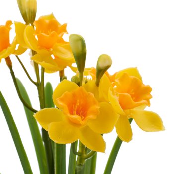 Daffodil bunch x2, 32cm, yellow