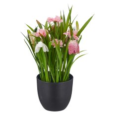Spring flowers, 23cm, rosa, in black plastic pot 9.5x9.5x9cm
