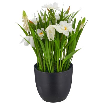 Spring flowers, 23cm, weiß, in black plastic pot 9.5x9.5x9cm