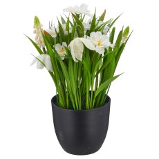Spring flowers, 23cm, weiß, in black plastic pot 9.5x9.5x9cm