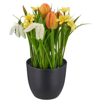 Frühlingsblumen, 23cm, gelb, im schwarzen Kunststofftopf 9,5x9,5x9cm
