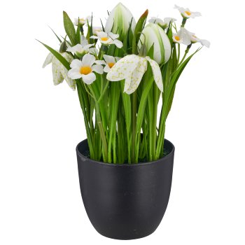 Frühlingsblumen, 23cm, weiß, im schwarzen Kunststofftopf 9,5x9,5x9cm
