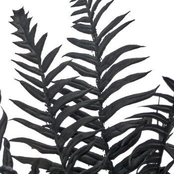 Nephrolepis, 38cm, schwarz, im schwarzen Kunststofftopf 8x8x7cm