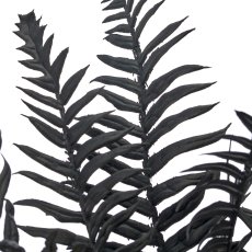 Nephrolepis, 38cm, schwarz, im schwarzen Kunststofftopf 8x8x7cm