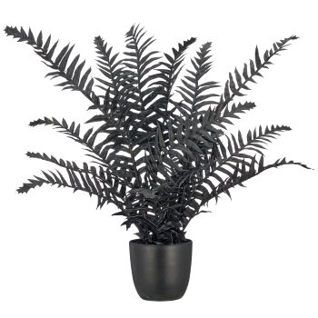 Nephrolepis, 38cm, schwarz, im schwarzen Kunststofftopf 8x8x7cm