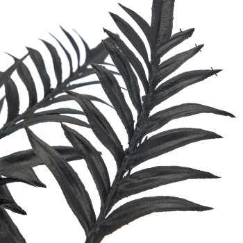 Pteris, 50cm, schwarz, im schwarzen Kunststofftopf 9,5x9,5x9cm