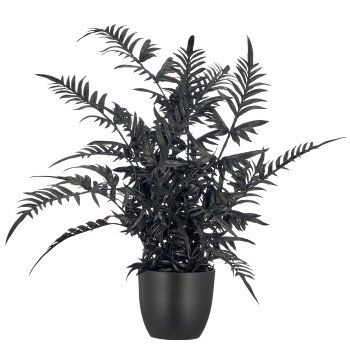 Pteris, 50cm, schwarz, im schwarzen Kunststofftopf 9,5x9,5x9cm