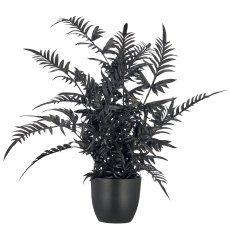 Pteris, 50cm, schwarz, im schwarzen Kunststofftopf 9,5x9,5x9cm