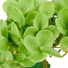 Hydrangea x1, 33cm, green, Real Touch