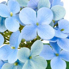 Hortensie x1, 33cm, blau, Real Touch
