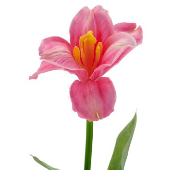 Tulpe x1 geklappt, 49cm, pink