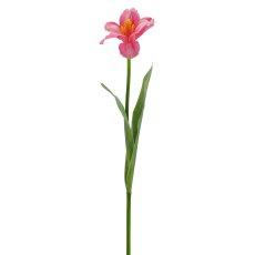 Tulpe x1 geklappt, 49cm, pink