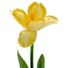 Tulpe x1 geklappt, 49cm, gelb