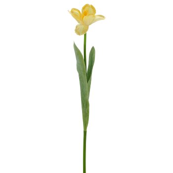 Tulpe x1 geklappt, 49cm, gelb
