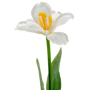 Tulip x1 folded, 49cm, white