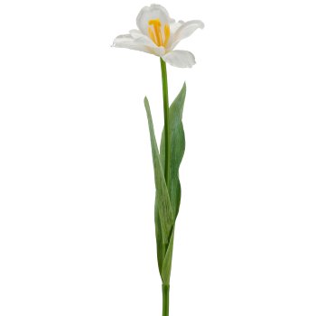 Tulip x1 folded, 49cm, white