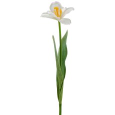 Tulpe x1 geklappt, 49cm, weiß