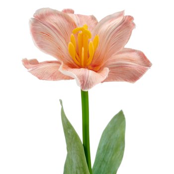 Tulpe x1 geklappt, 49cm, apricot