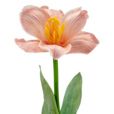 Tulpe x1 geklappt, 49cm, apricot